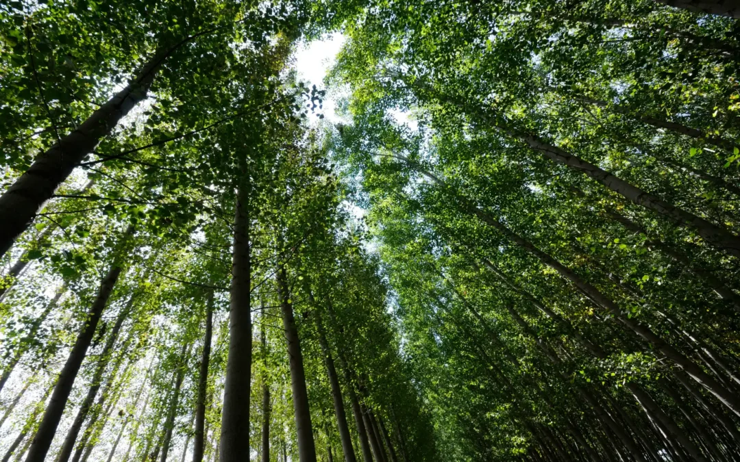 Un viaje entre árboles centenarios